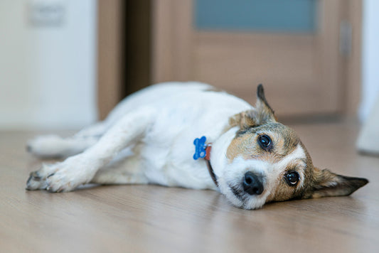 Easing Your Dog’s Separation Anxiety with Dogsplay: A Calming Companion While You’re Away